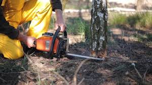 Tree and Shrub Care in New Hackensack, NY