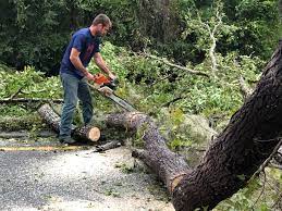 Best Lot and Land Clearing  in New Hackensack, NY
