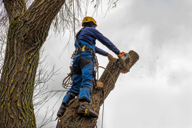 How Our Tree Care Process Works  in  New Hackensack, NY