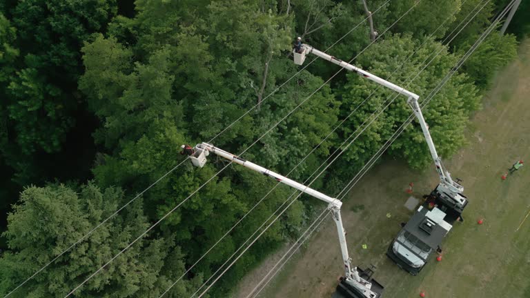 Best Commercial Tree Services  in New Hackensack, NY