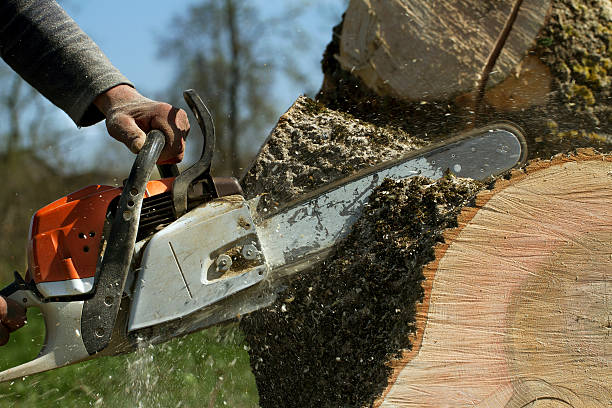 Best Lawn Renovation and Restoration  in New Hackensack, NY